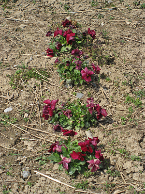 pansy mulched